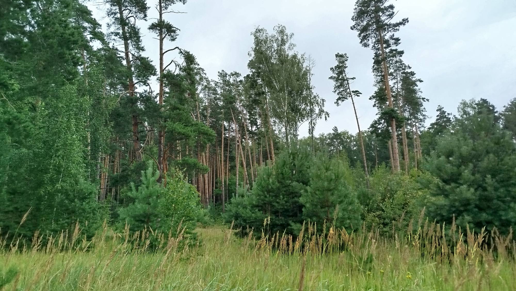 Красная пойма