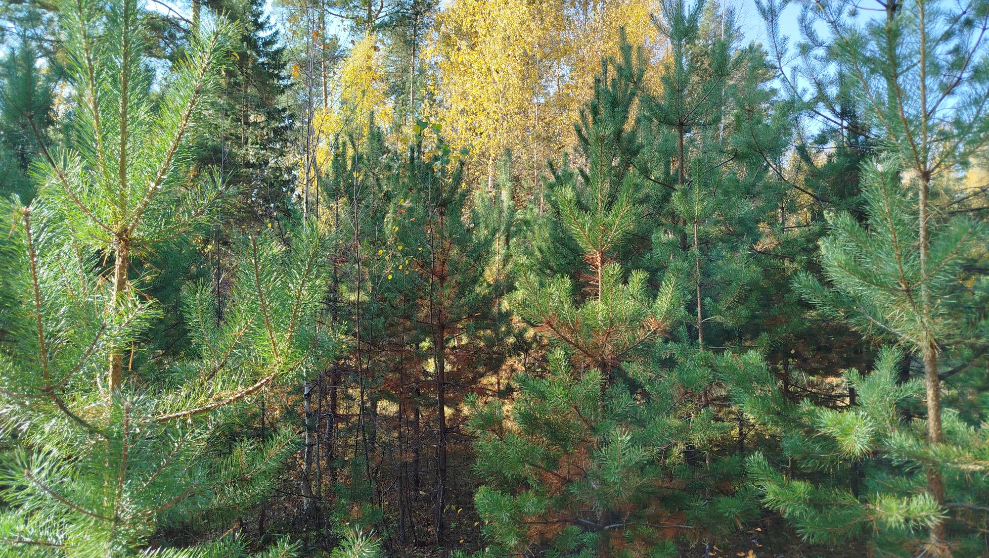 Семёновская тропа